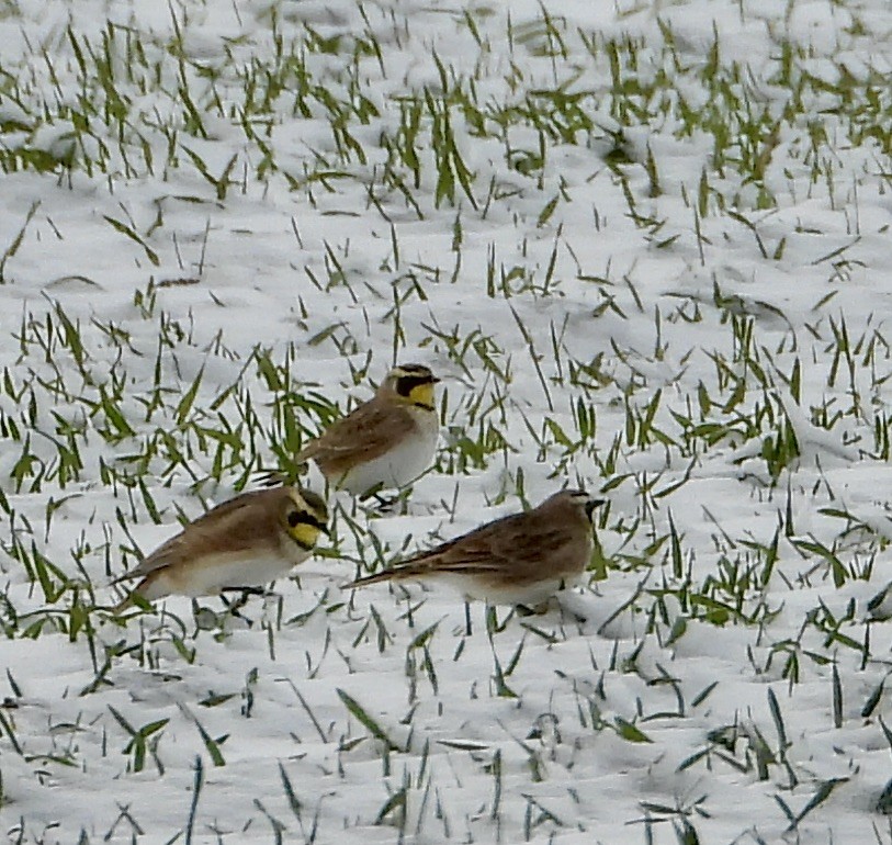 Horned Lark - ML646951252