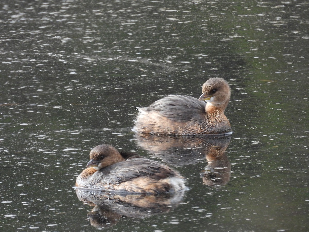 Pied-billed Grebe - ML646951253