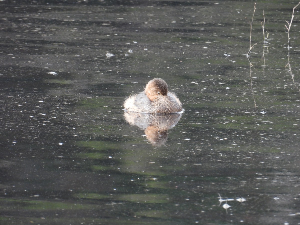 Pied-billed Grebe - ML646951254