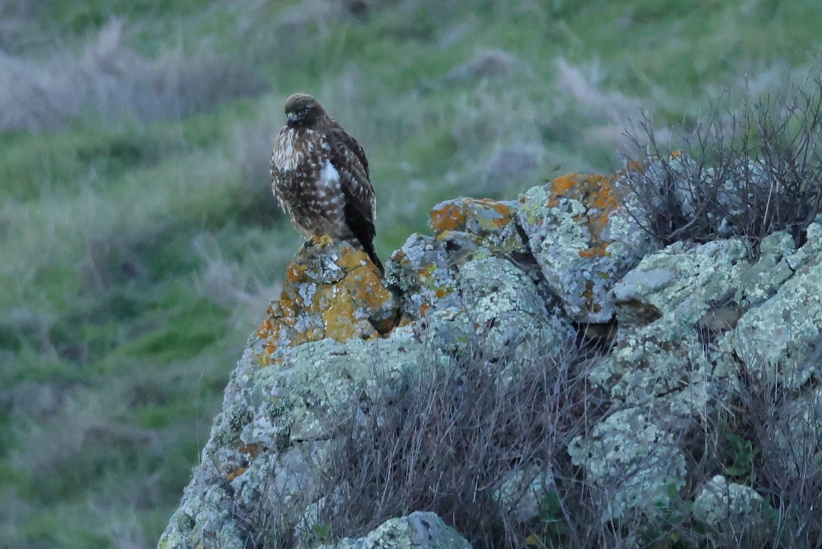 Red-tailed Hawk - ML646951256
