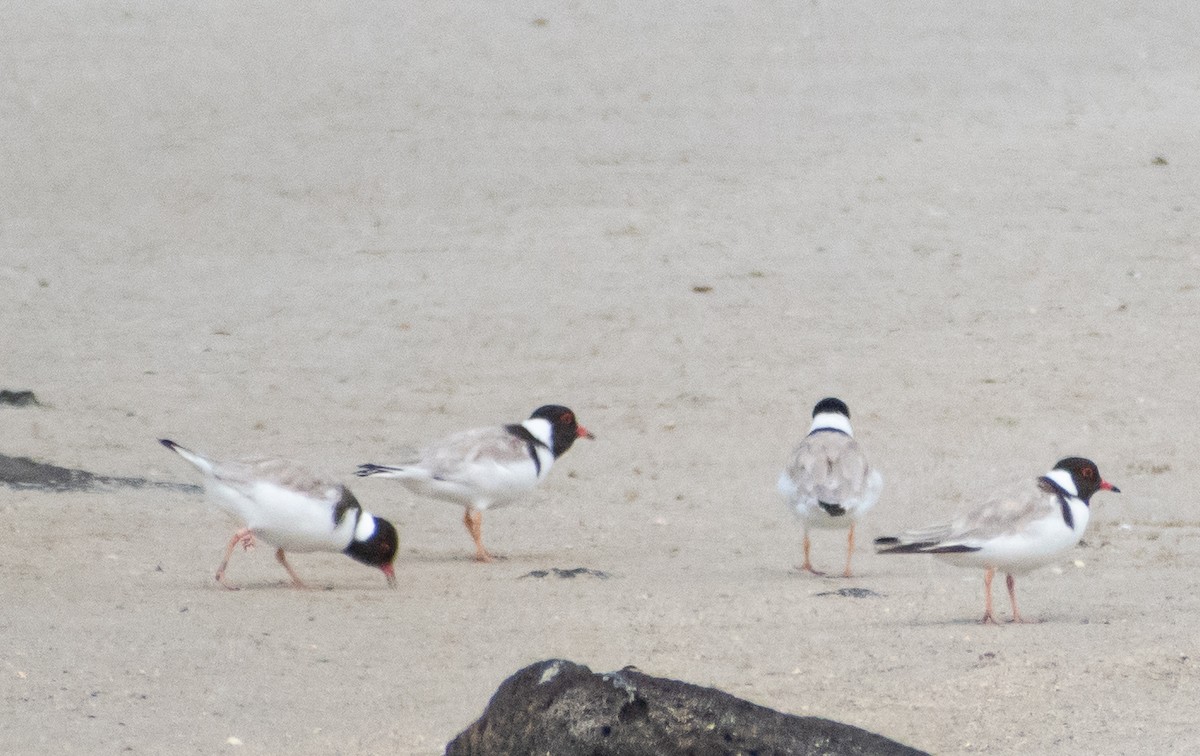 Kara Başlı Cılıbıt - ML646951260