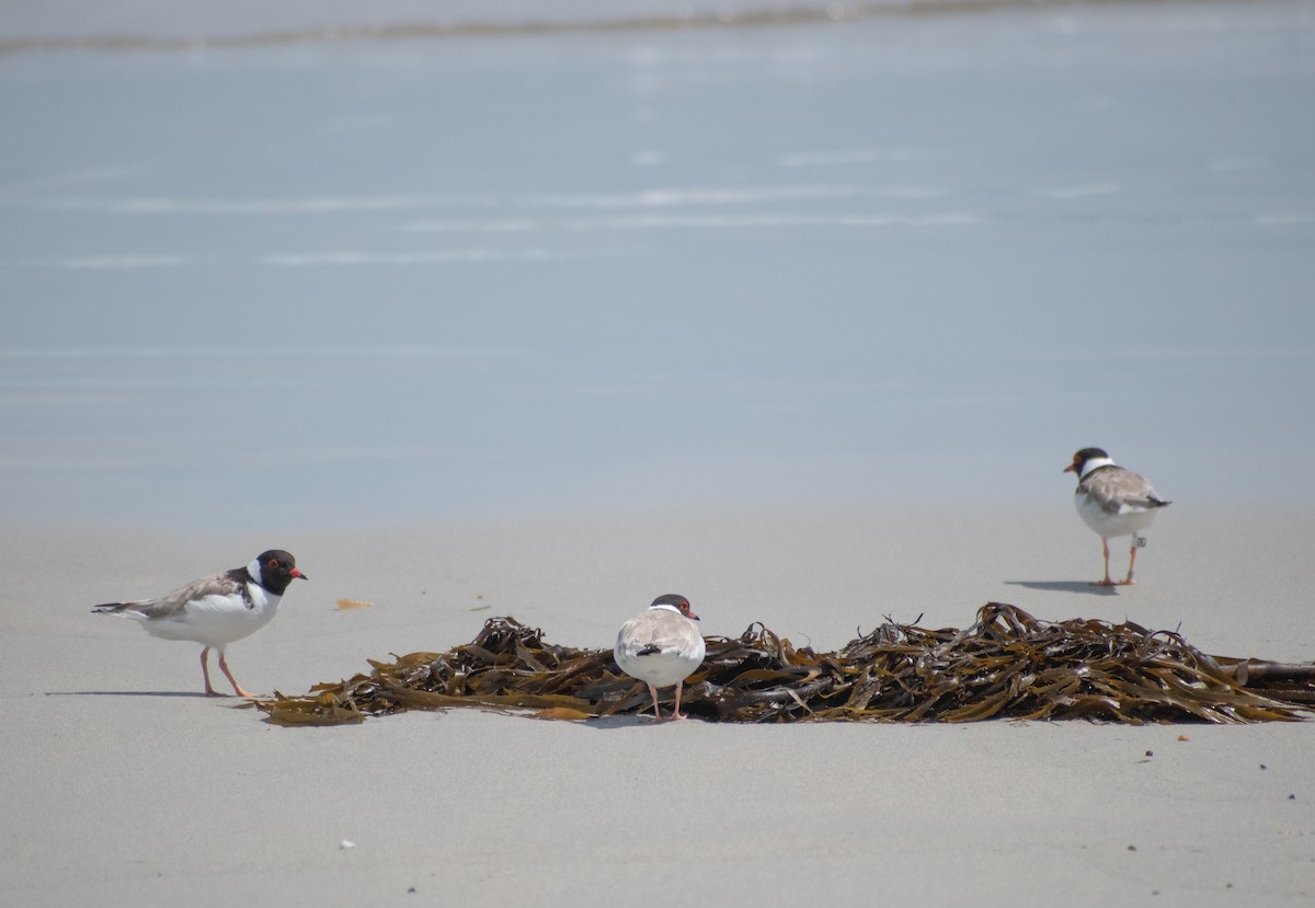 Kara Başlı Cılıbıt - ML646951261