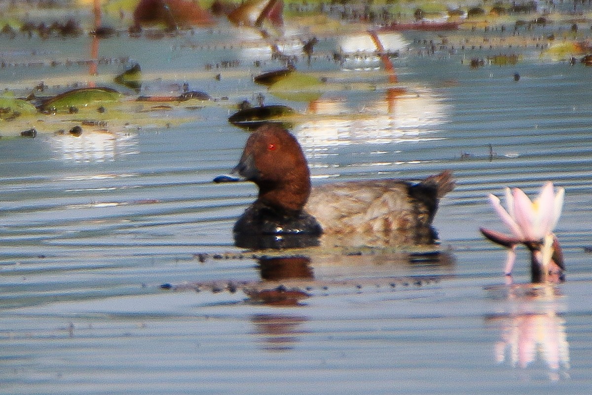 Common Pochard - ML646951264