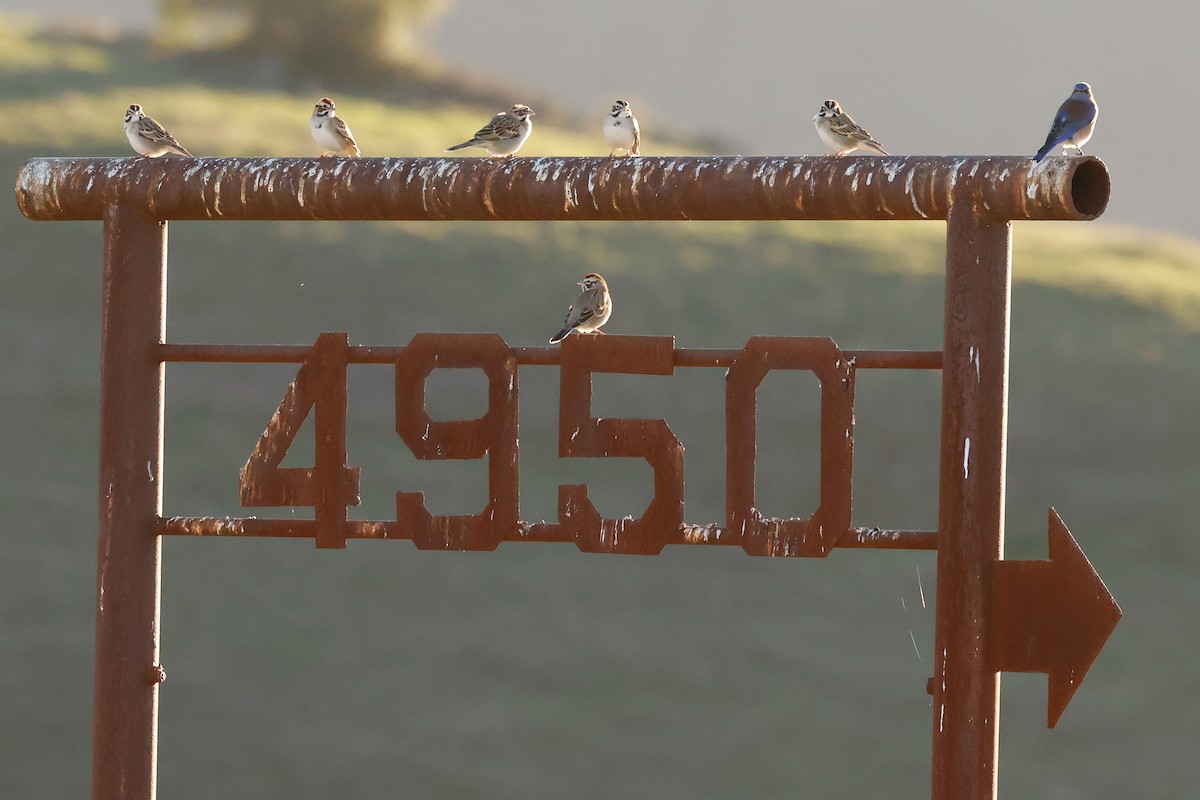 Chingolo Arlequín - ML646951267