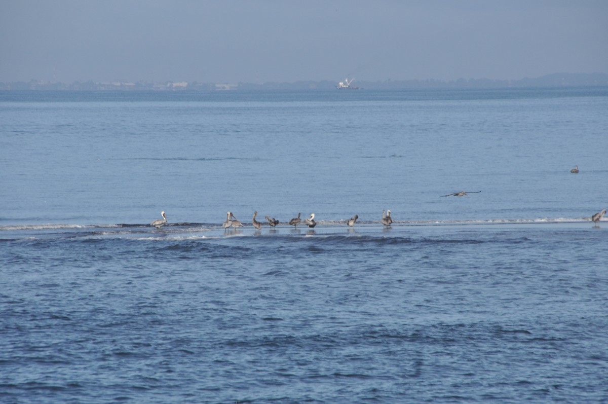 Brown Pelican - ML646951269