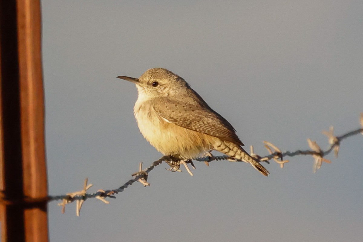 Cucarachero Roquero - ML646951279