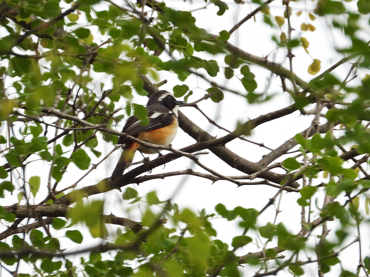 Золотокіс білогорлий - ML646951280