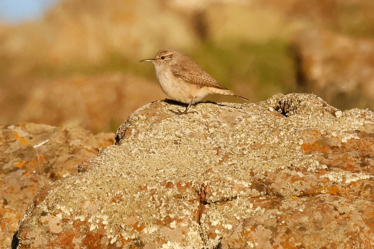 Cucarachero Roquero - ML646951282