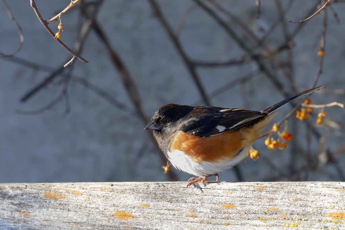 rødsidetovi - ML646951284