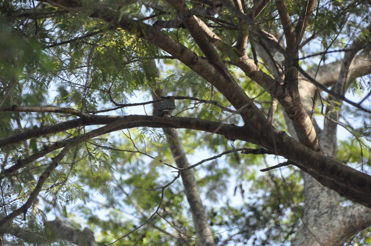 Hoffmann's Woodpecker - ML646951285