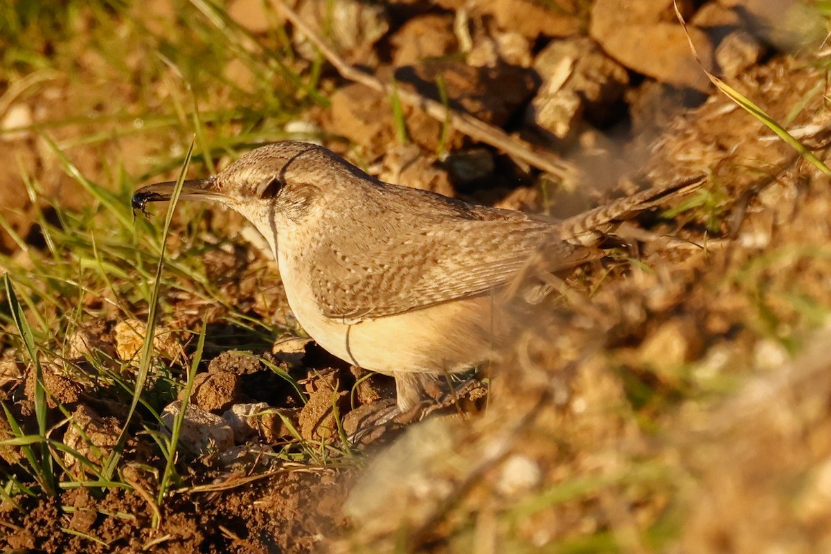 Cucarachero Roquero - ML646951286