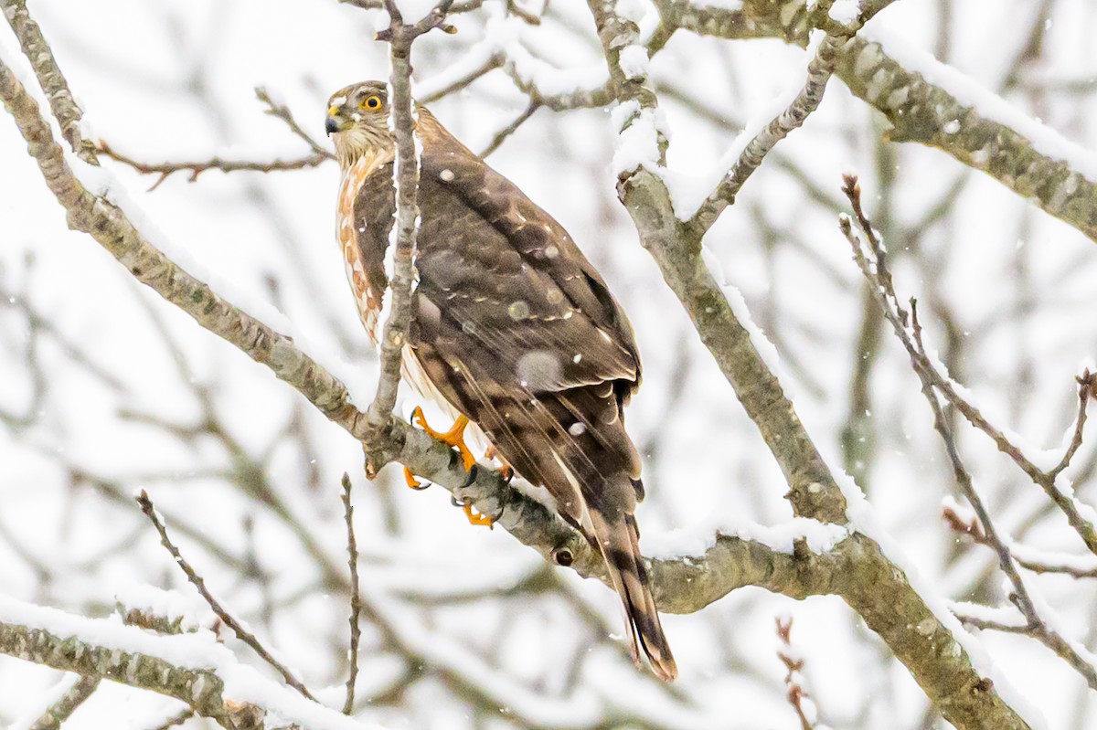 Sharp-shinned Hawk - ML646951287