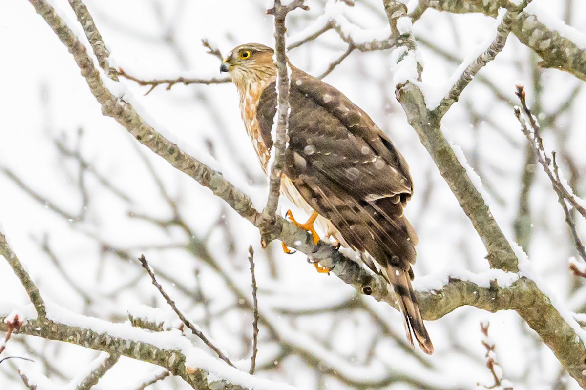 Sharp-shinned Hawk - ML646951288