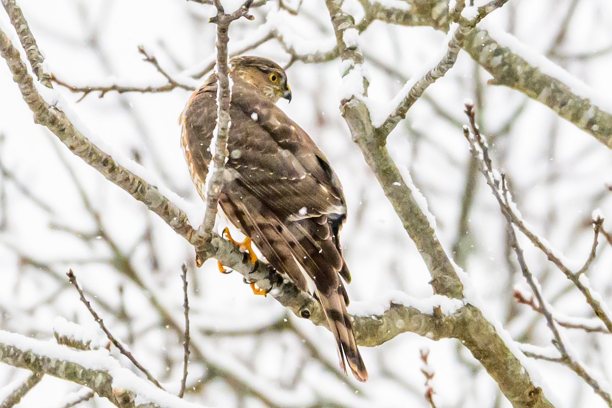 Sharp-shinned Hawk - ML646951289