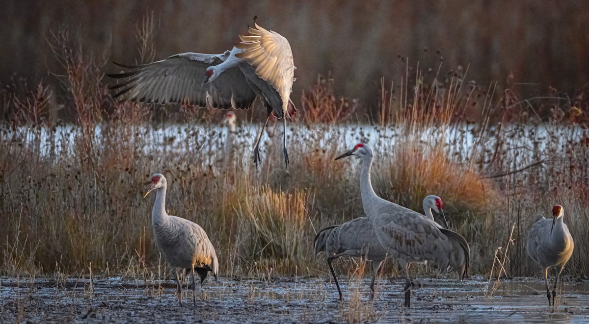 Grulla Canadiense - ML646951290
