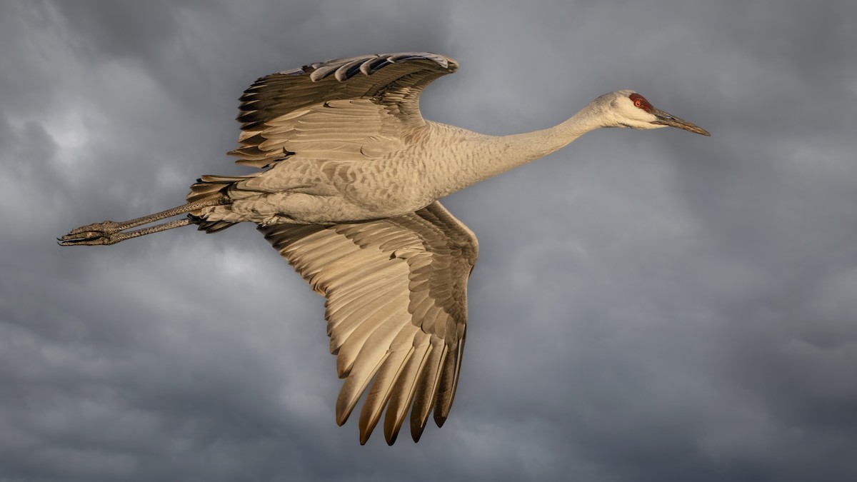 Grulla Canadiense - ML646951291