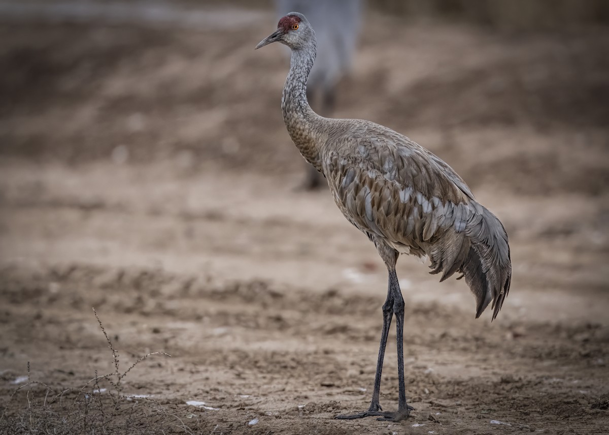 Grulla Canadiense - ML646951292