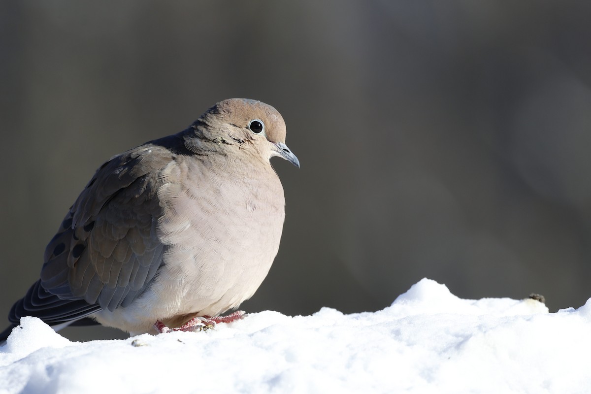 Zenaida Huilota - ML646951293