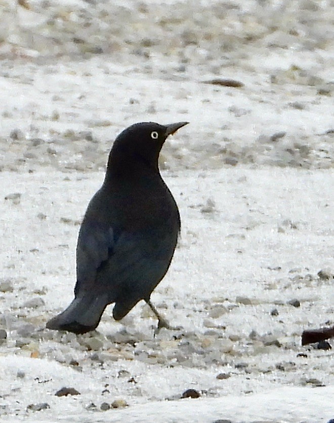 kanadatrupial - ML646951295