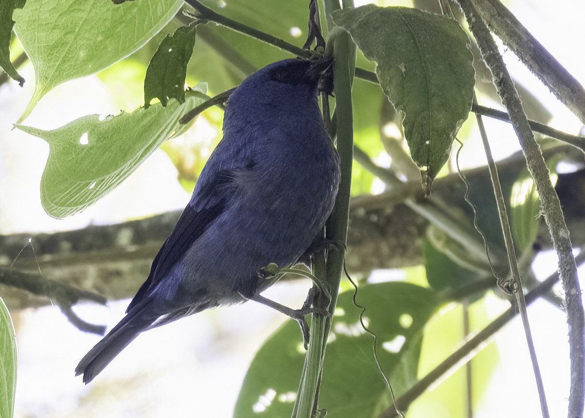 Танагра синя - ML646951296