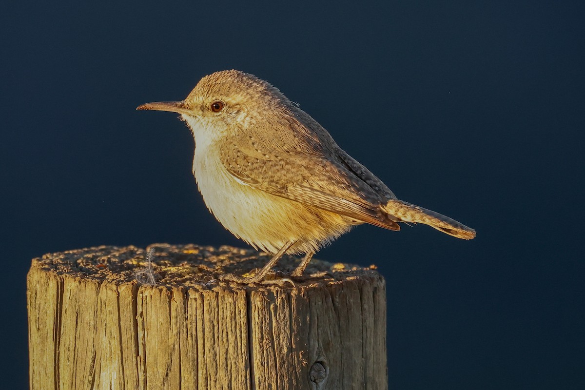 Cucarachero Roquero - ML646951297