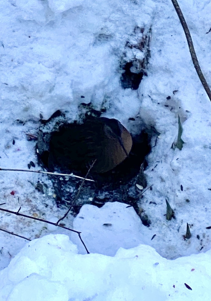 Virginia Rail - ML646951299