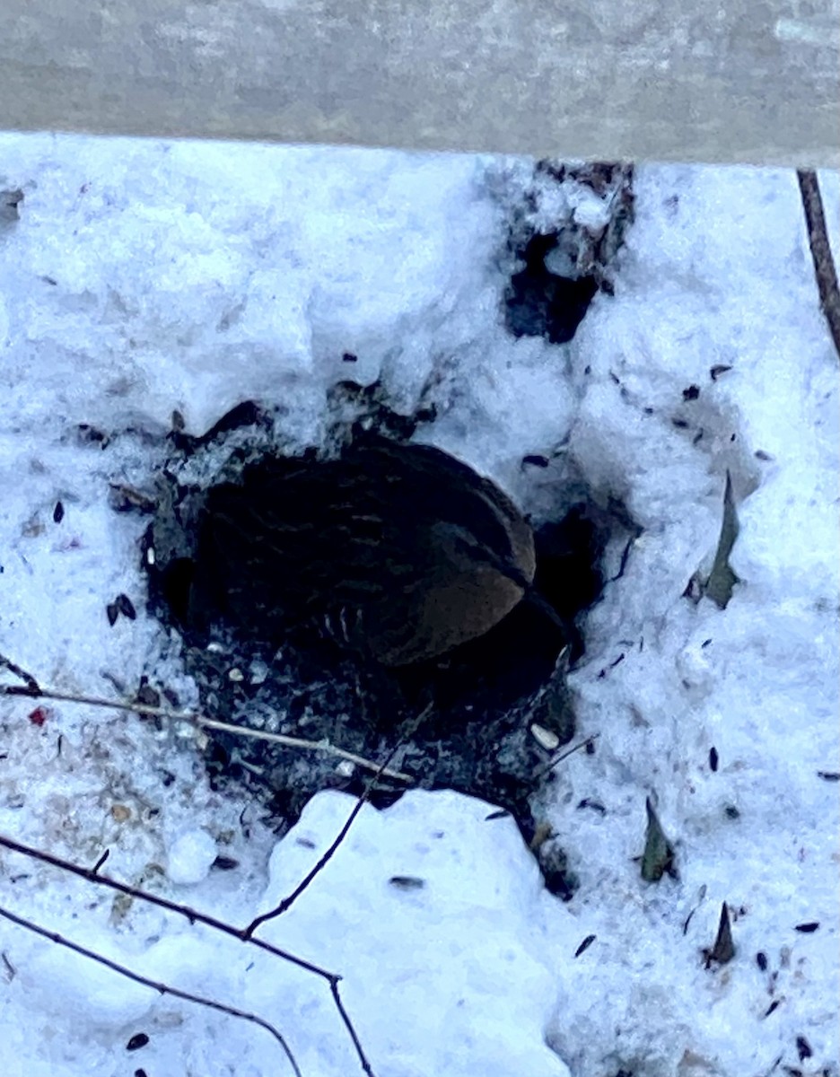 Virginia Rail - ML646951300