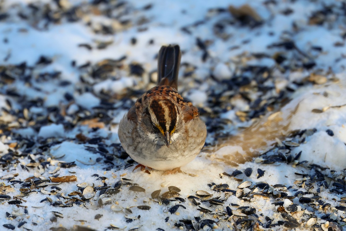 hvitstrupespurv - ML646951301