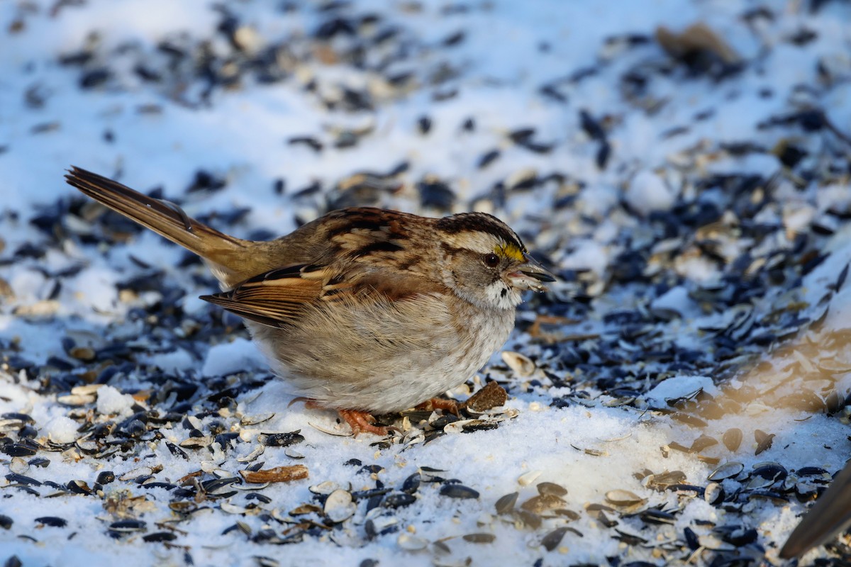 hvitstrupespurv - ML646951302