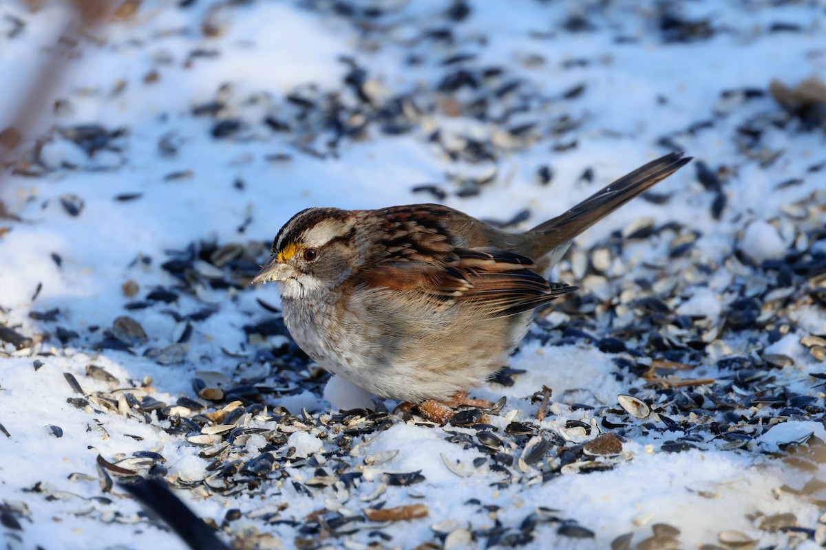 hvitstrupespurv - ML646951303