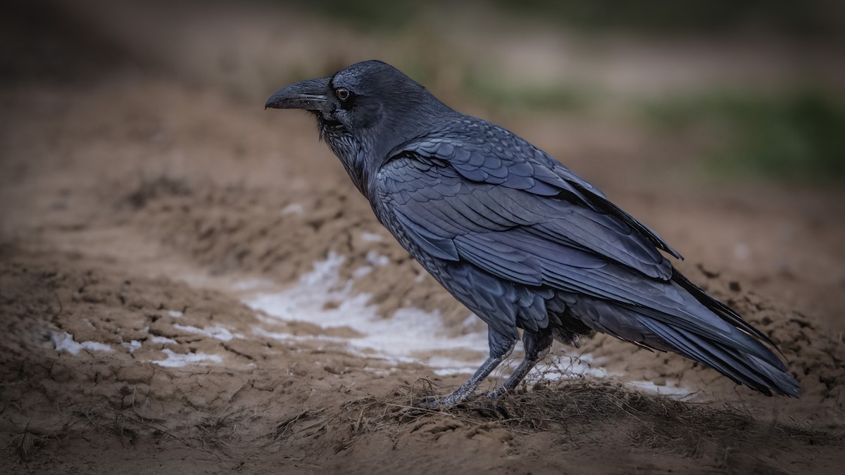 Cuervo Grande - ML646951304