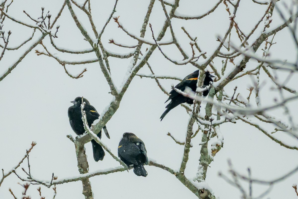 Red-winged Blackbird - ML646951305