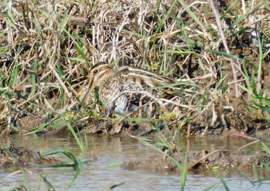 Wilson's Snipe - ML646951306