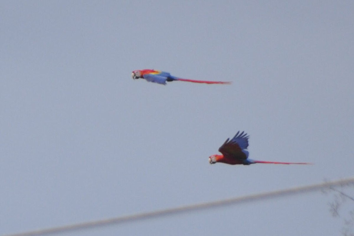 Scarlet Macaw - ML646951309