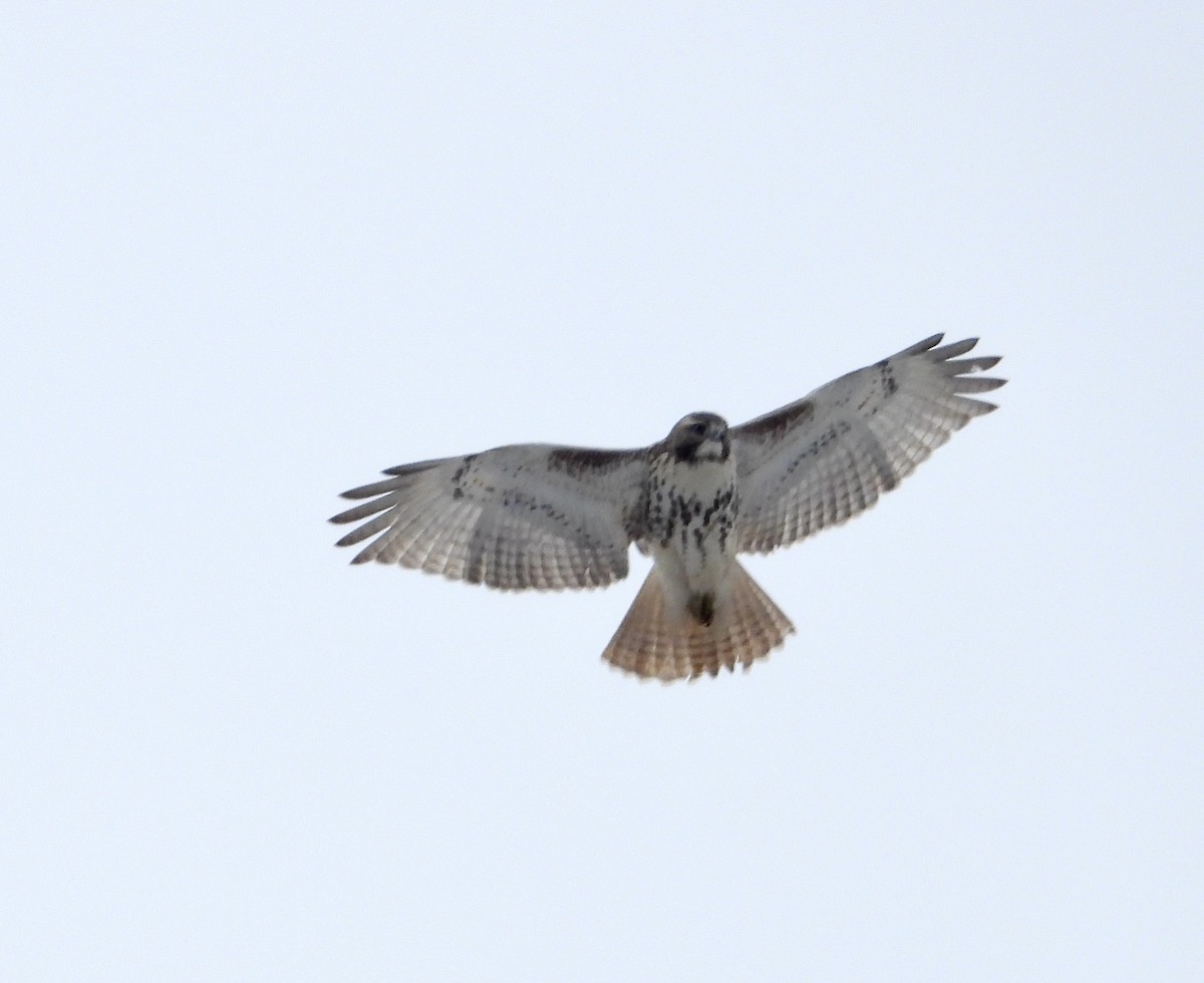 rødstjertvåk - ML646951310