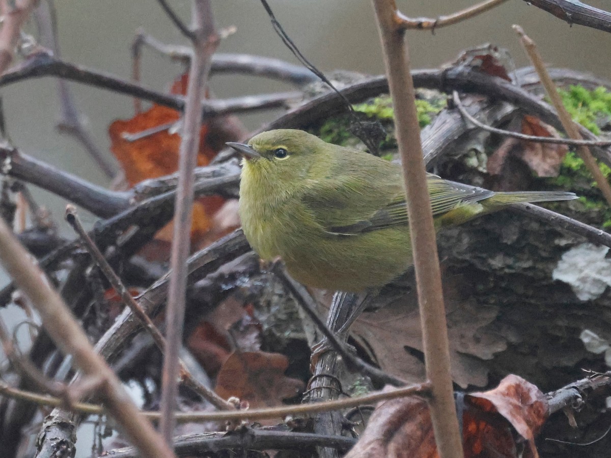 Orange-crowned Warbler - ML646951313