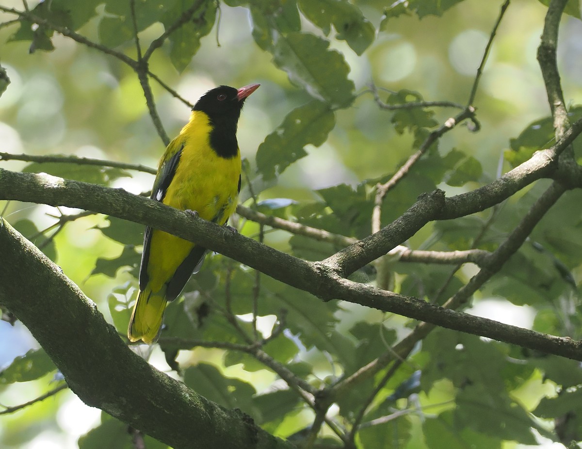 Western Black-headed Oriole - ML646951314