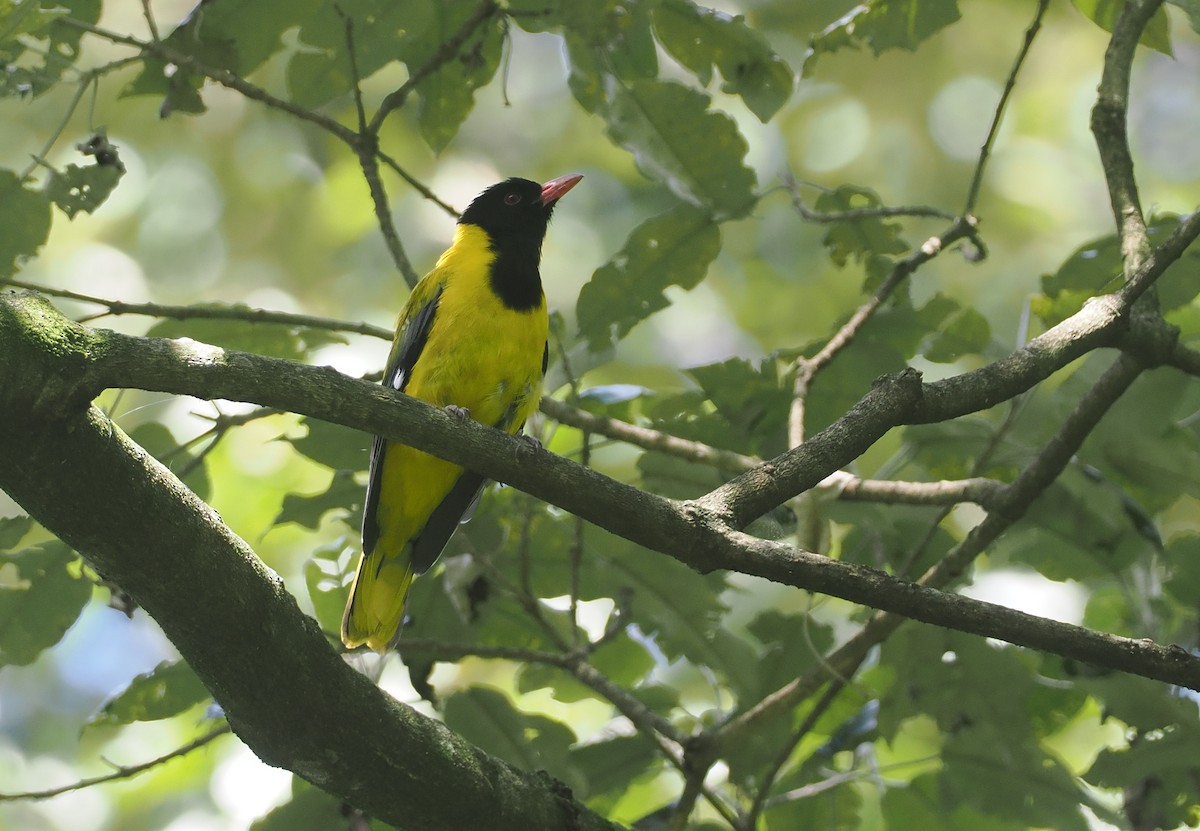 Western Black-headed Oriole - ML646951317