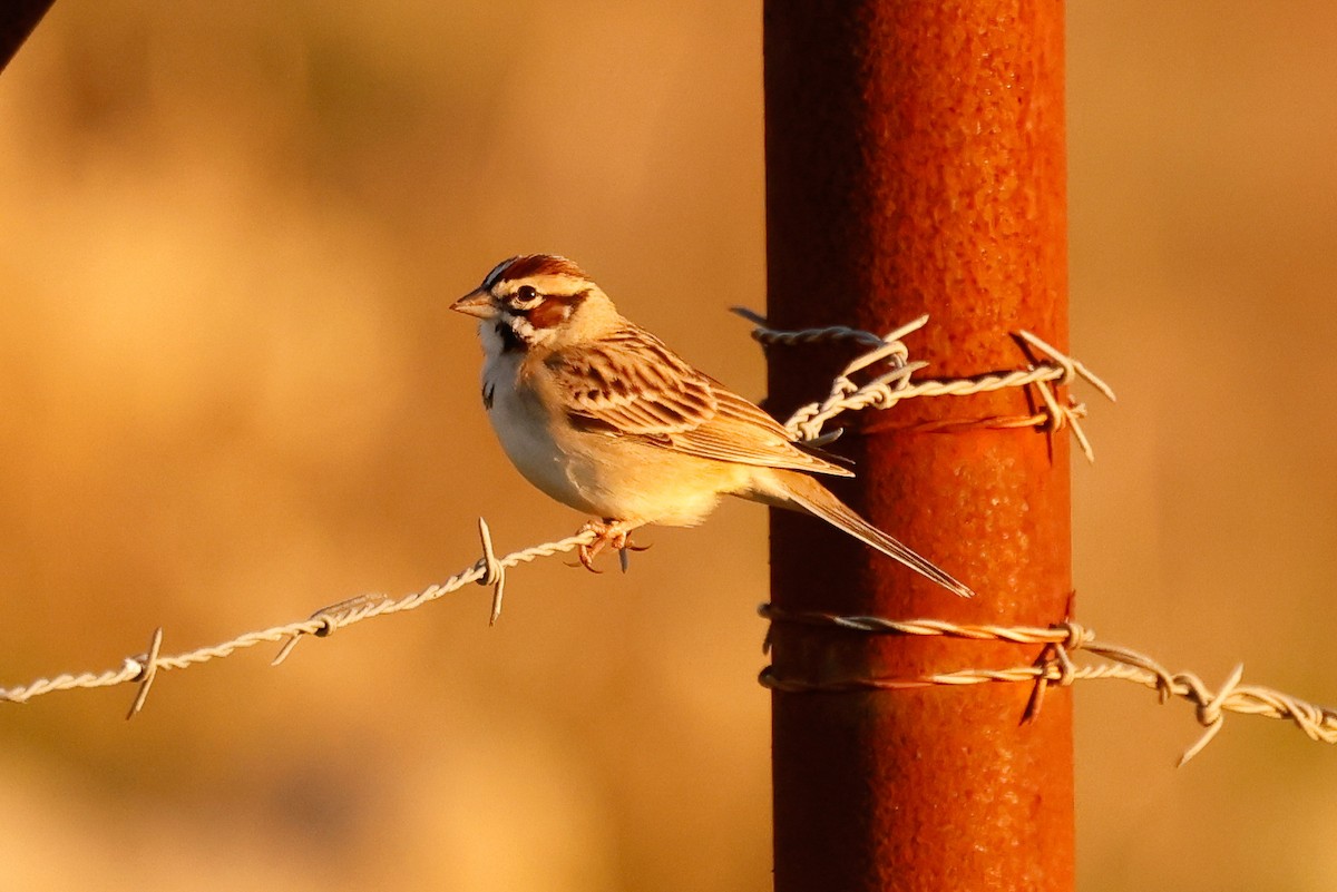 Chingolo Arlequín - ML646951318