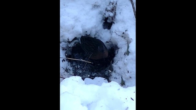 Virginia Rail - ML646951321