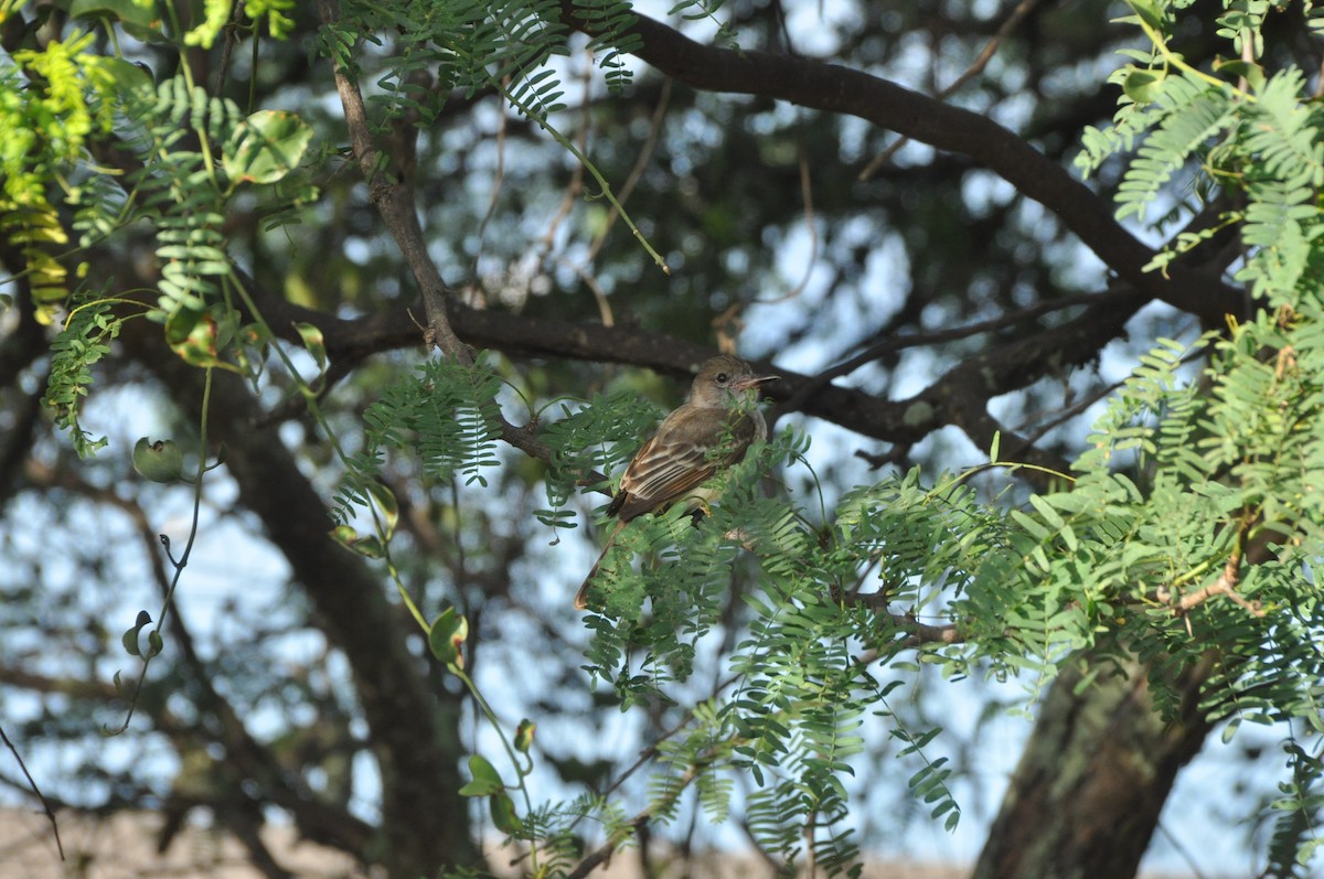Brown-crested Flycatcher - ML646951324