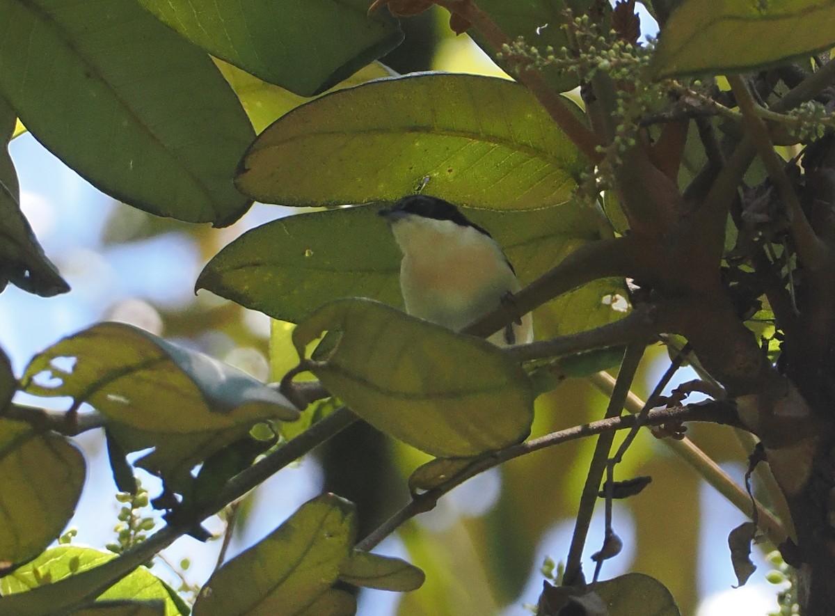 Southern Hyliota - ML646951327