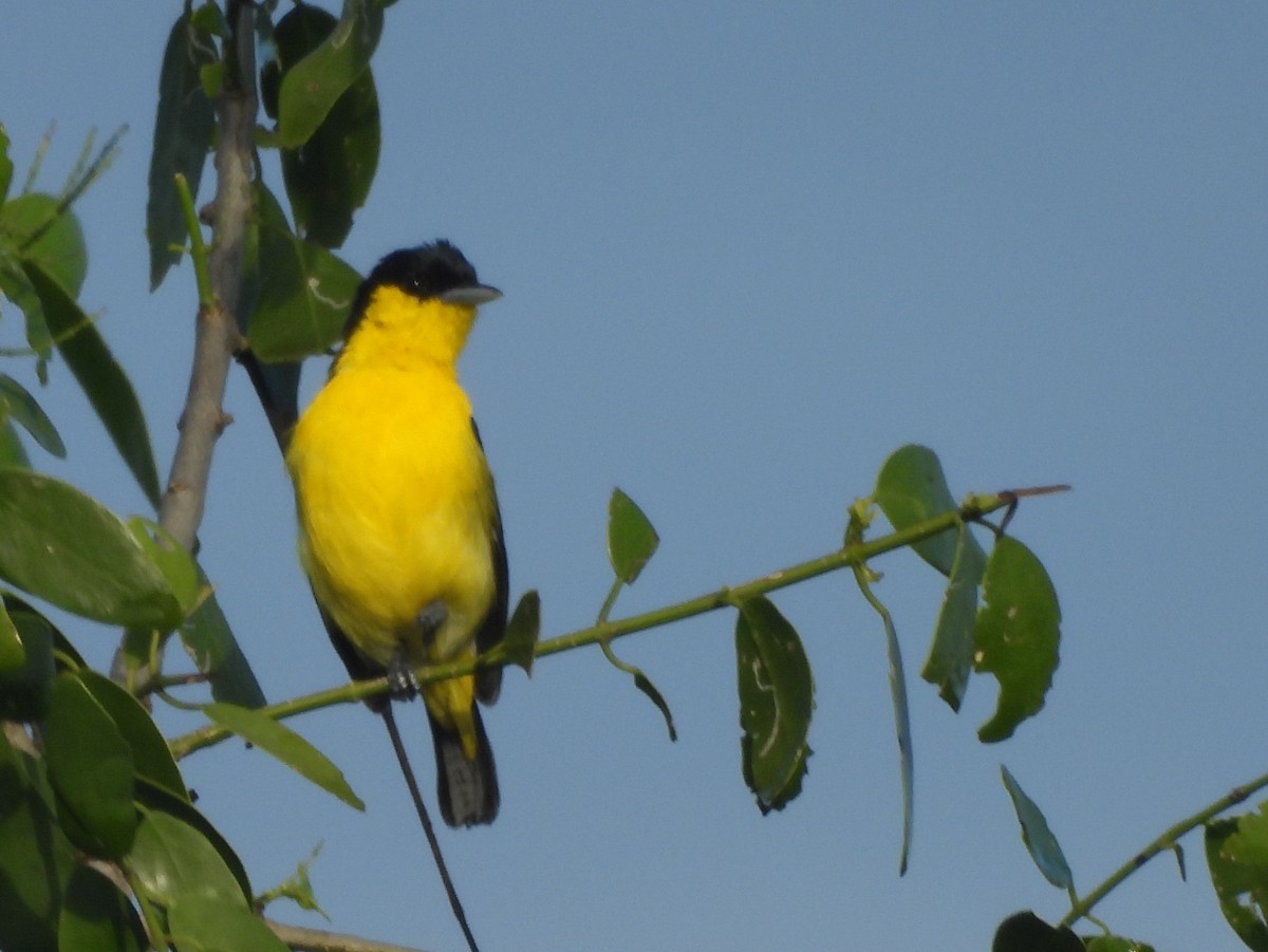 Common Iora - ML646951329