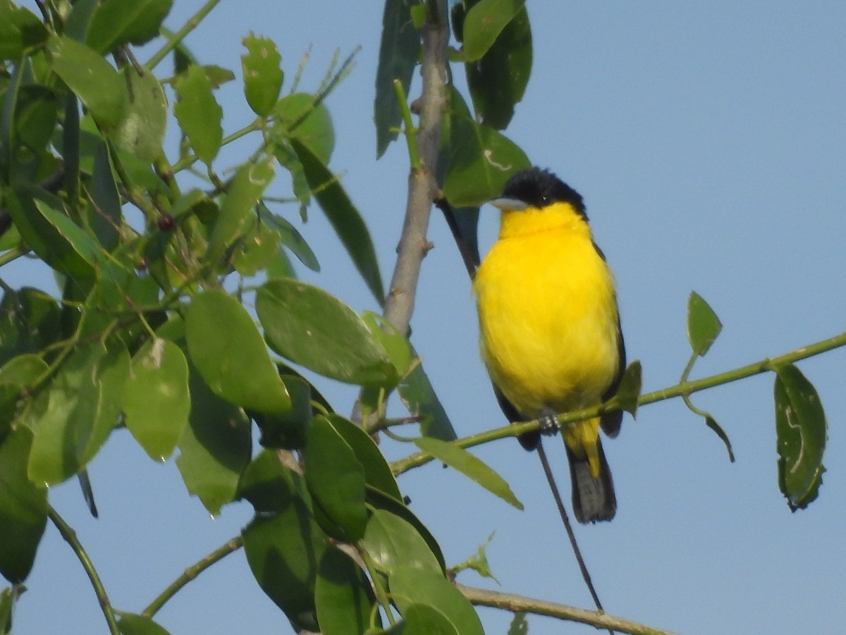 Common Iora - ML646951330