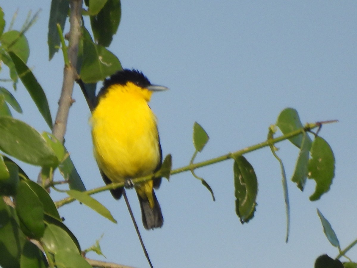 Common Iora - ML646951331