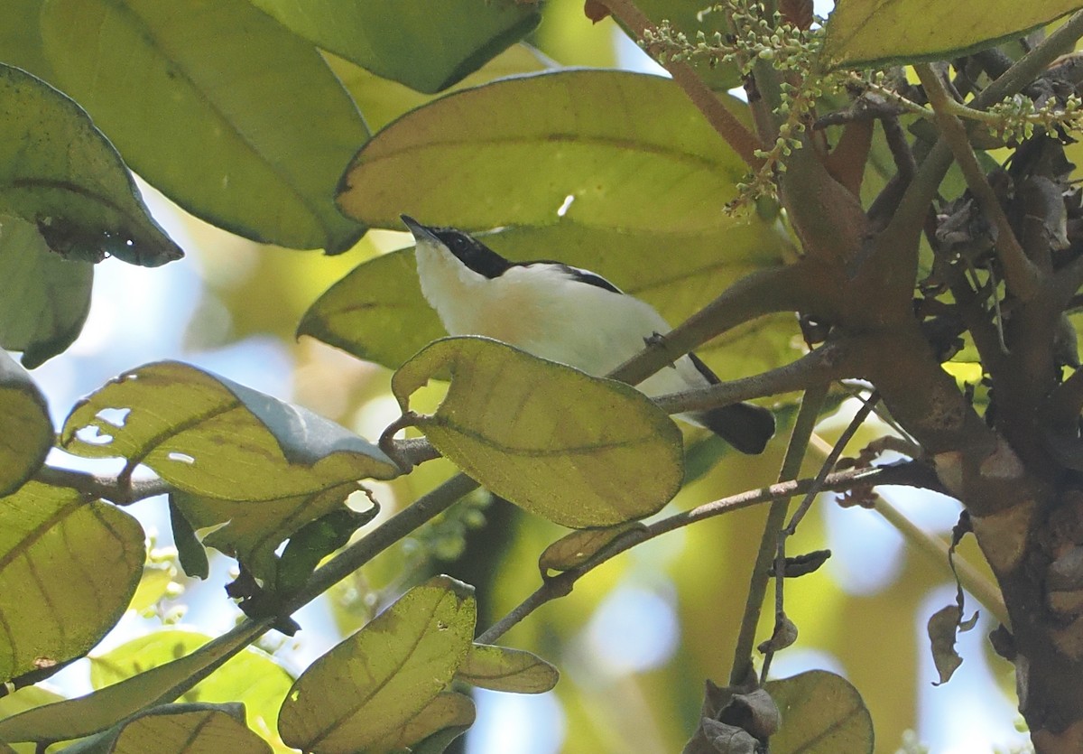 Southern Hyliota - ML646951332