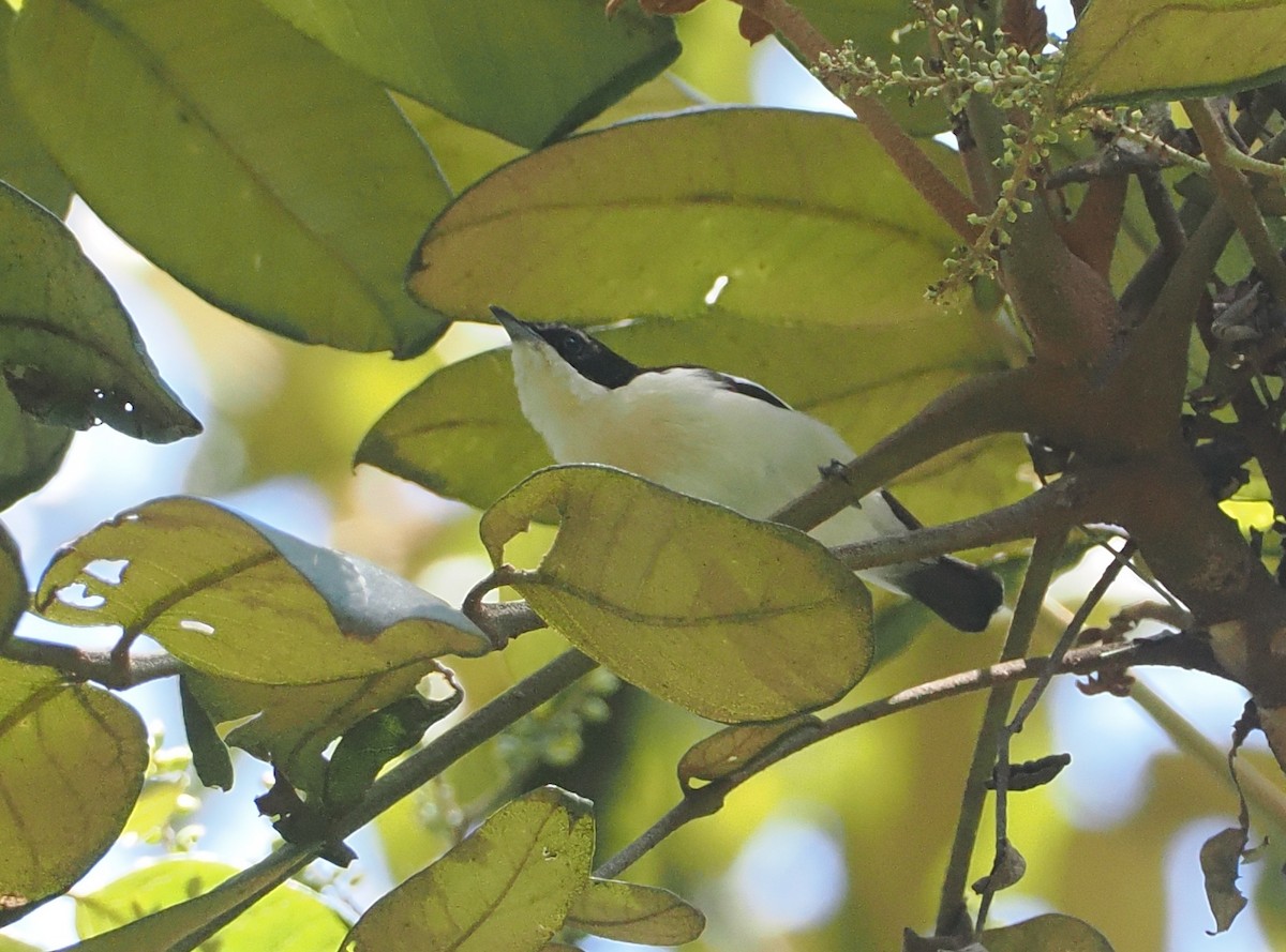 Southern Hyliota - ML646951336