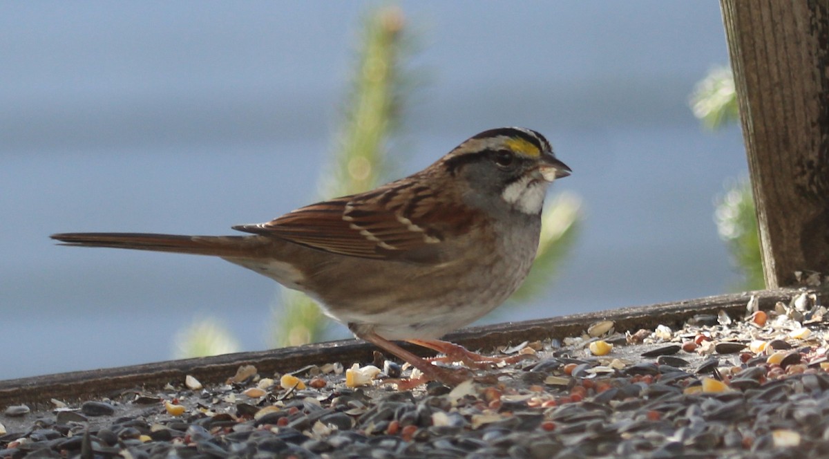 White-throated Sparrow - ML646951346