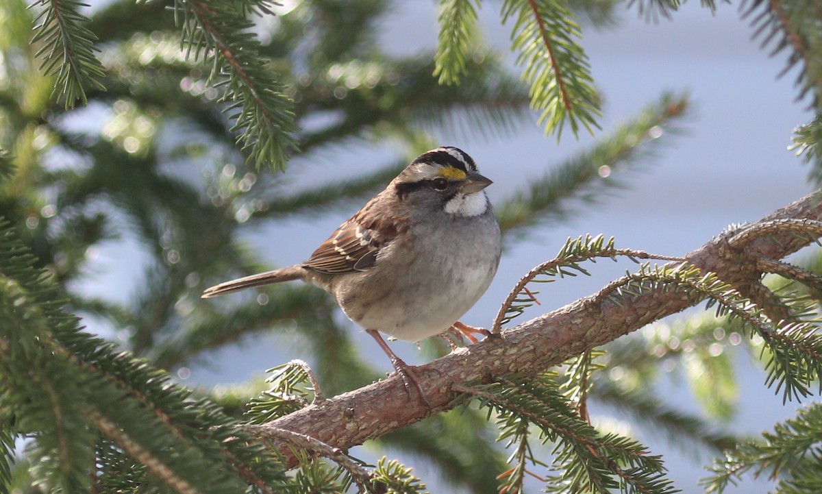 White-throated Sparrow - ML646951347