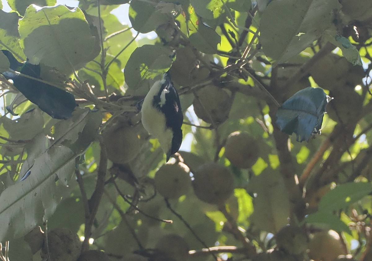 Southern Hyliota - ML646951348